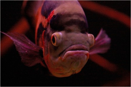 copyright R. Callewaert